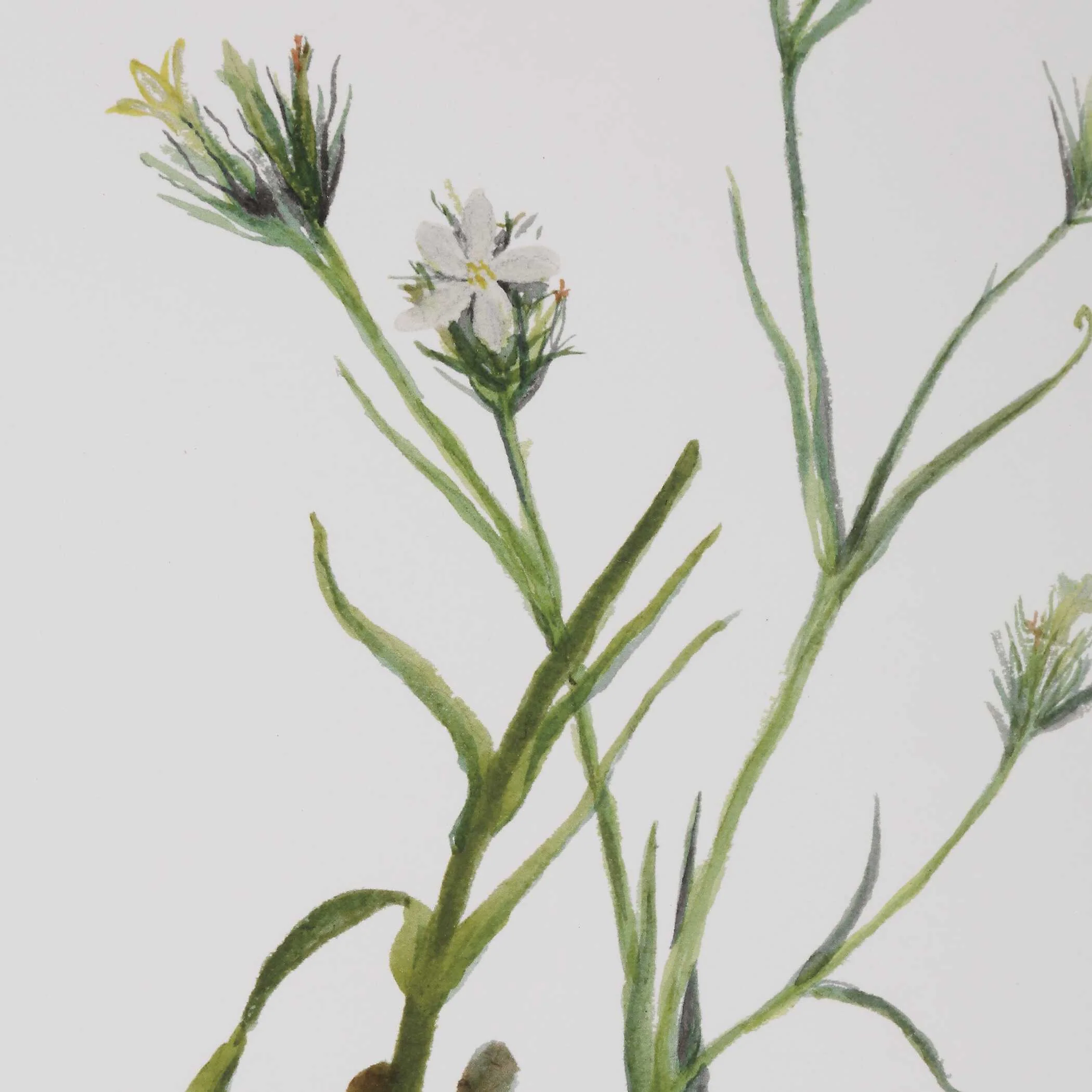 Botanical Flowers Framed Prints, S/9 - Image 5