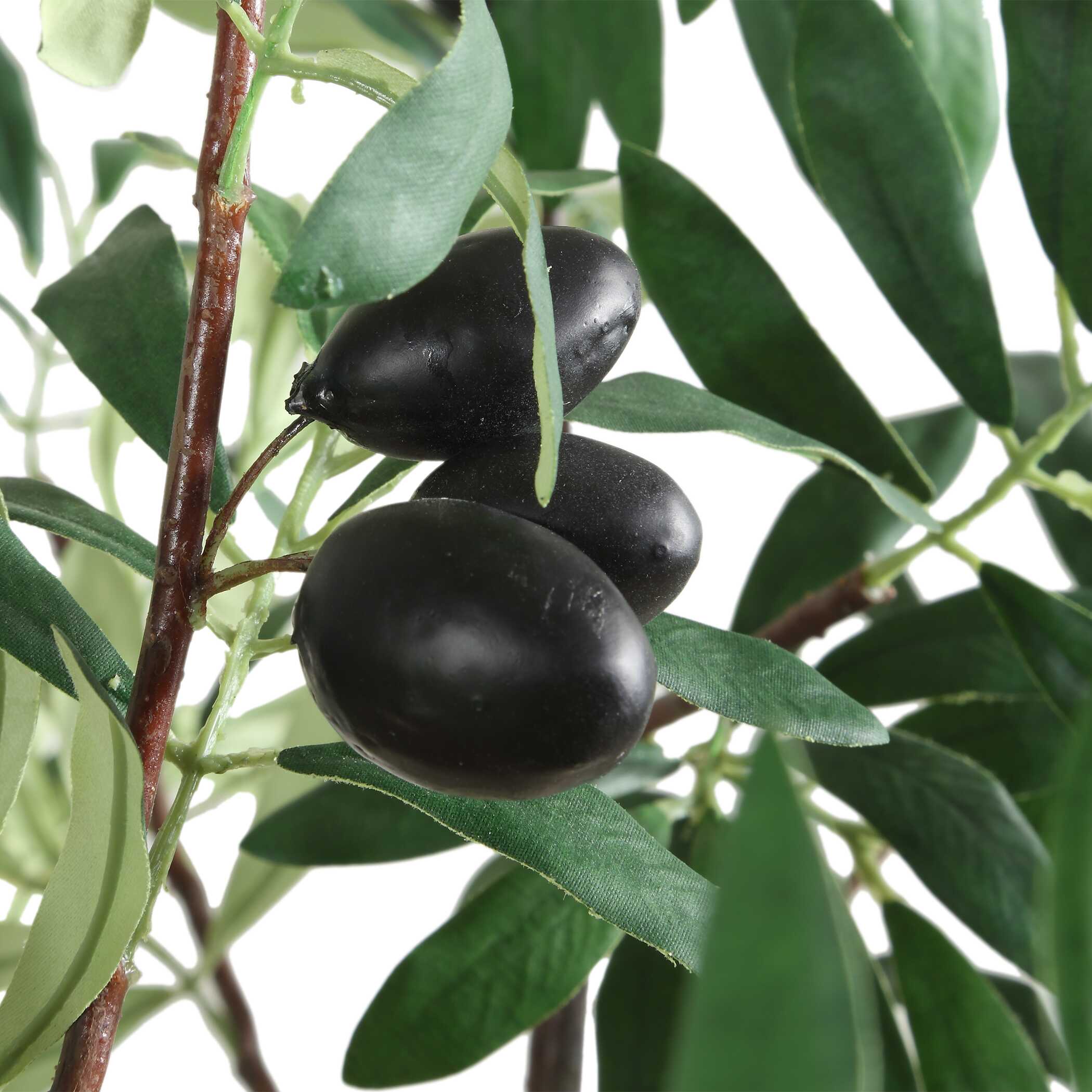 Olea Potted Olive Tree - Image 4