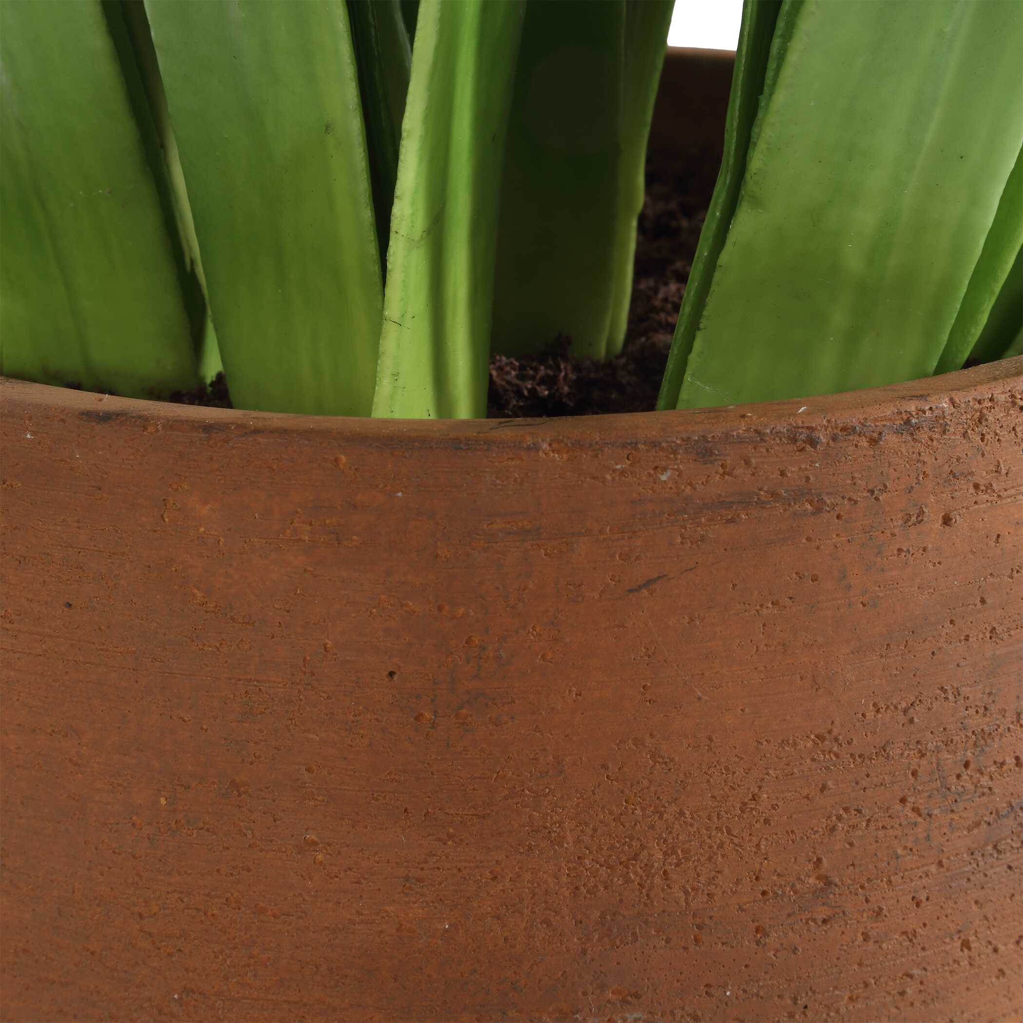 Sincerity Potted Hyacinth Plant - Image 5